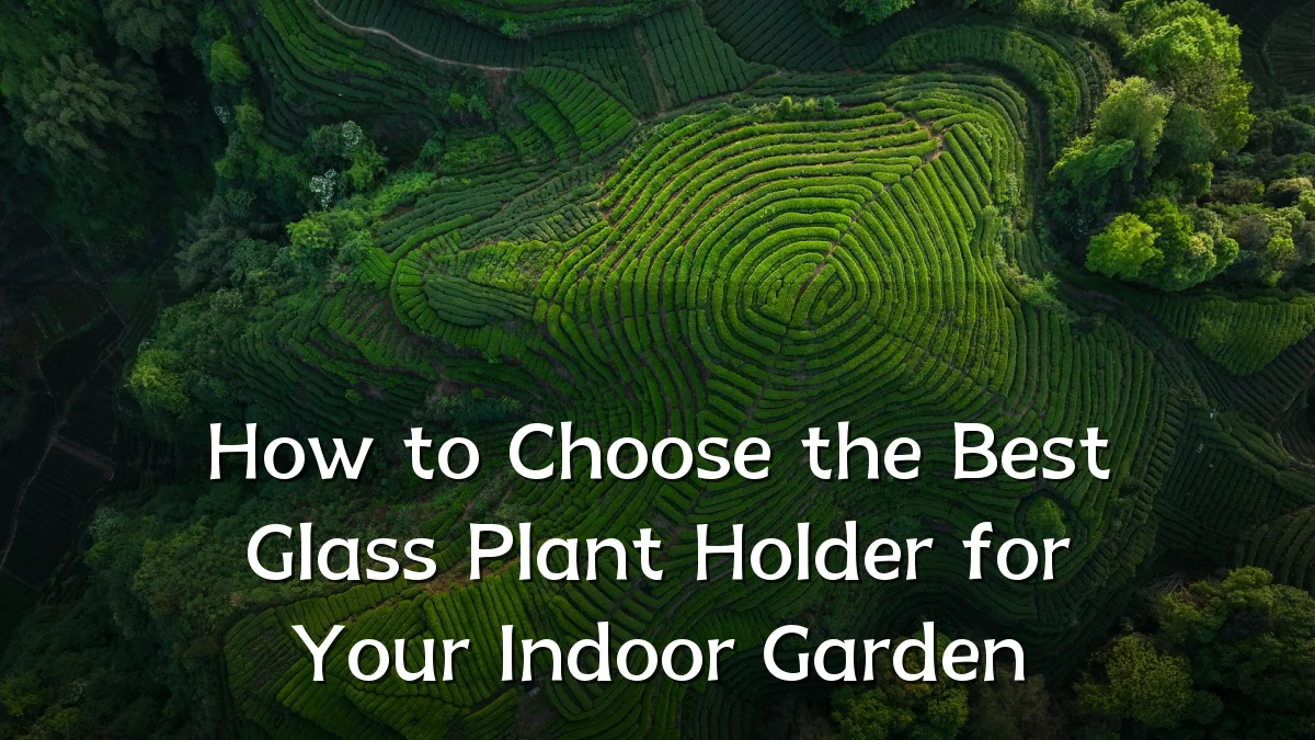 How to Choose the Best Glass Plant Holder for Your Indoor Garden