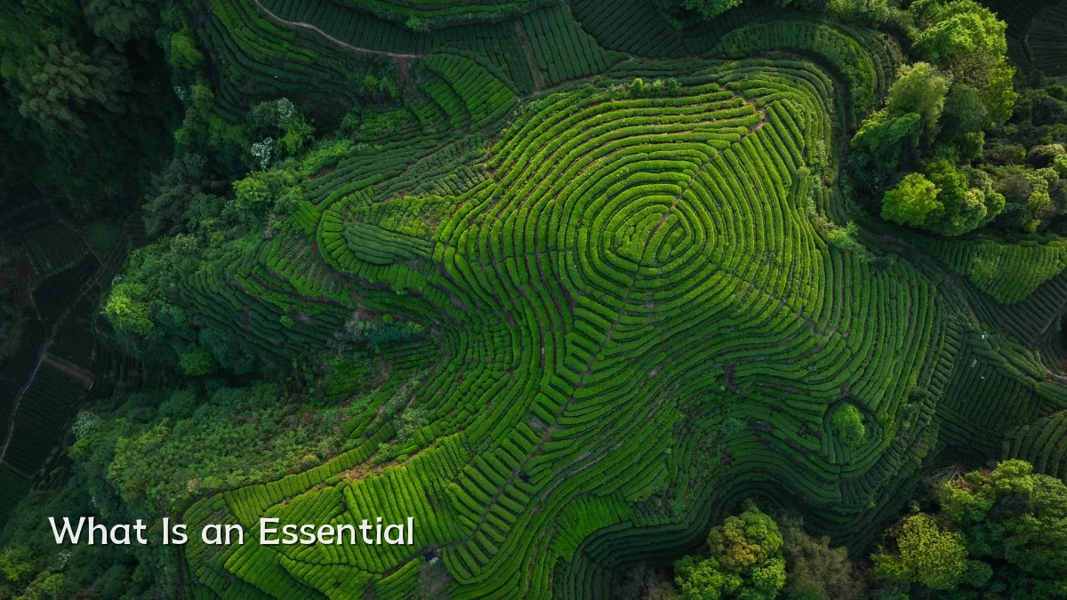 What Is an Essential