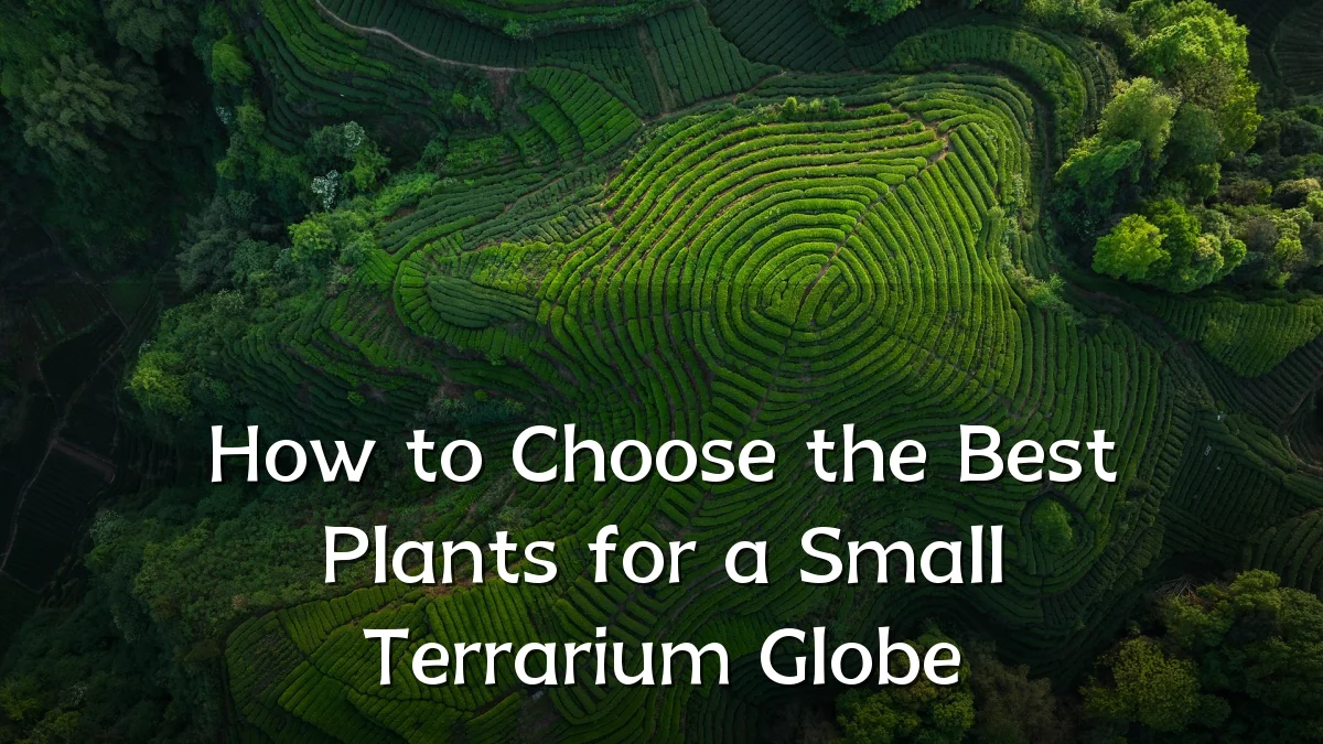 How to Choose the Best Plants for a Small Terrarium Globe