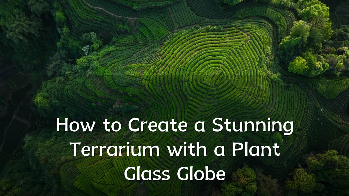 How to Create a Stunning Terrarium with a Plant Glass Globe