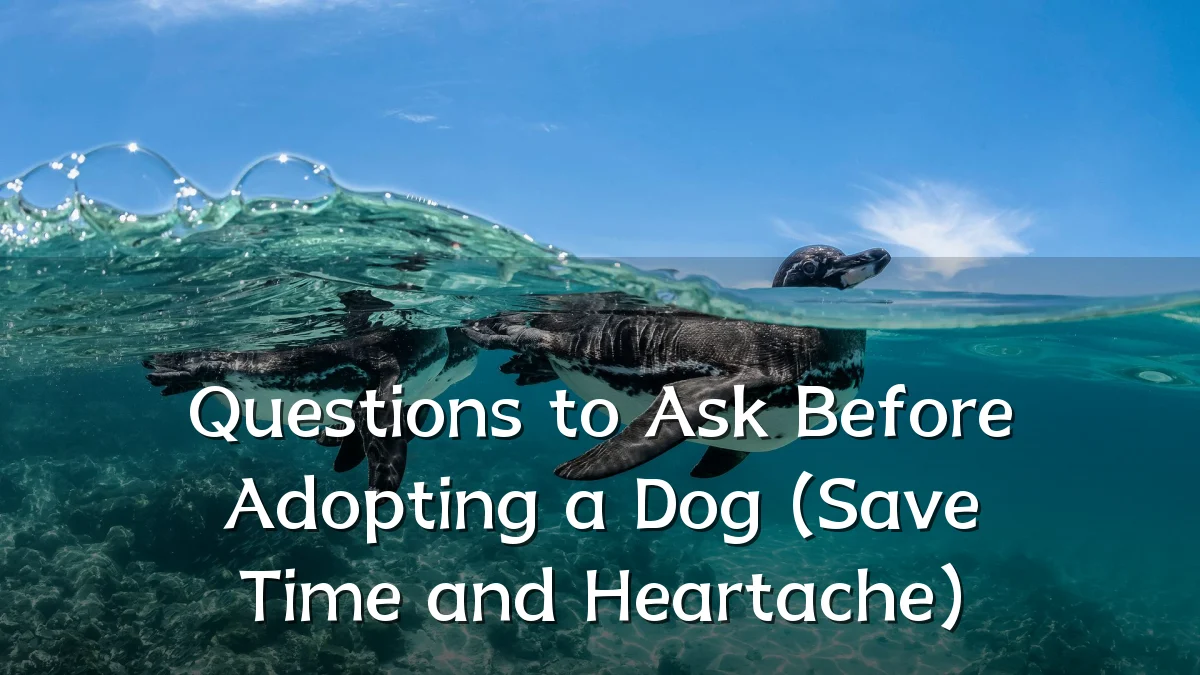Questions to Ask Before Adopting a Dog (Save Time and Heartache)