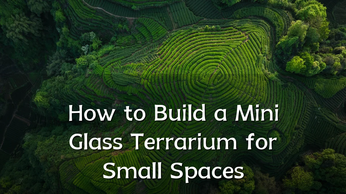 How to Build a Mini Glass Terrarium for Small Spaces