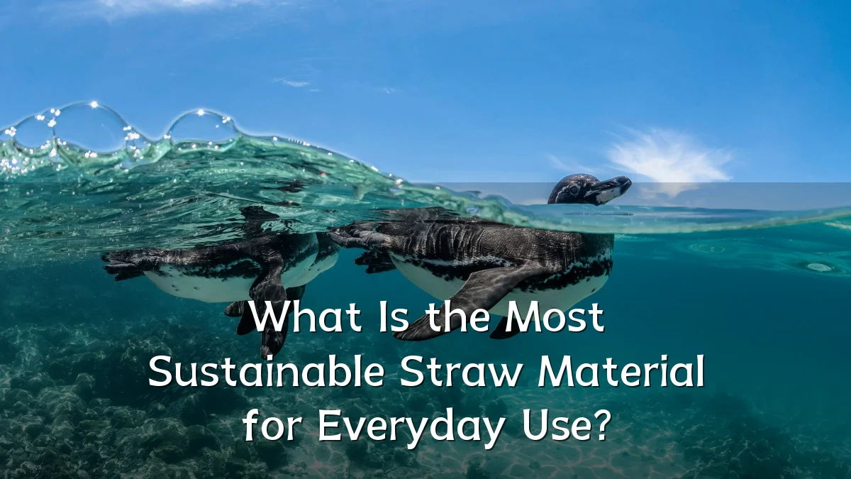 What Is the Most Sustainable Straw Material for Everyday Use?